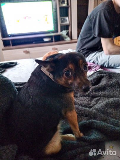 Щенки маленьких пород