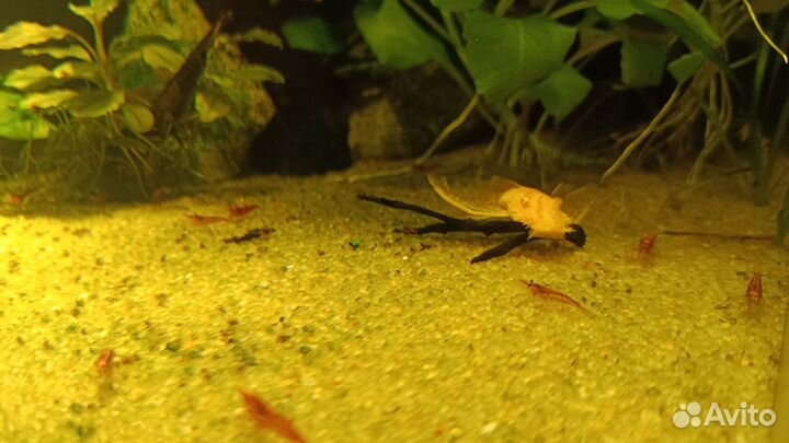 Аквариумные креветки