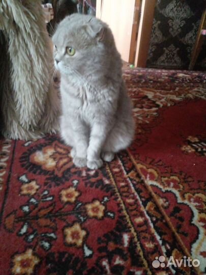 Кот и Кошка