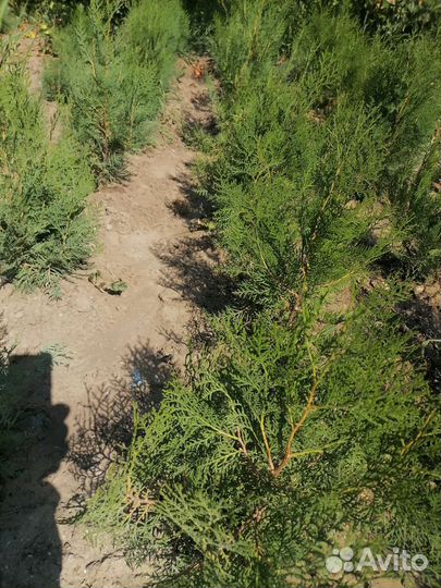 Туя Смарагд