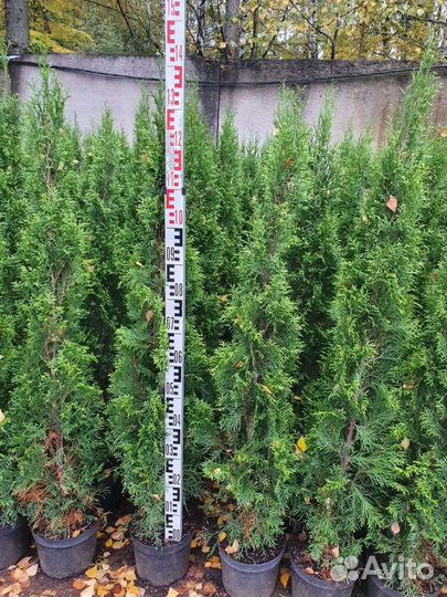 Туя западная смарагд