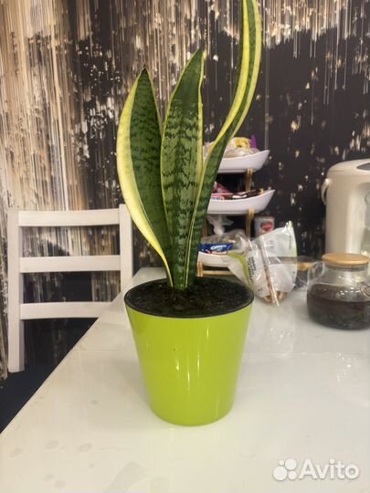Сансевиерия