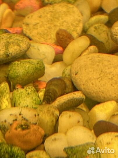 Улитки мелании