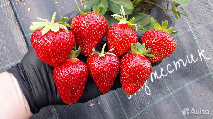 Саженцы клубники Маджестик, привоз в августе