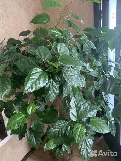 Гибискус китайская роза