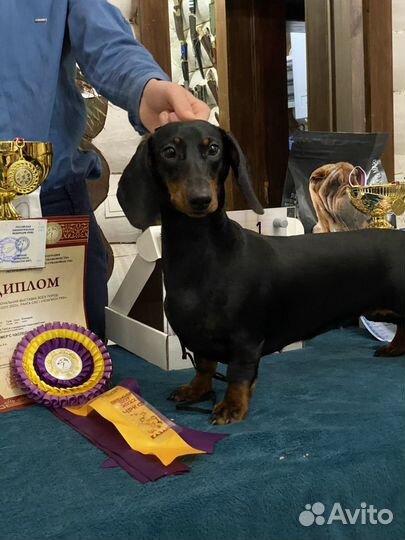 Хендлер, дрессировка, передержка