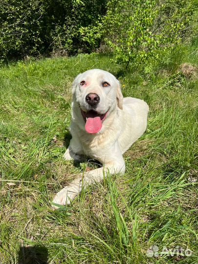 Прекрасная Ева ищет любящую семью