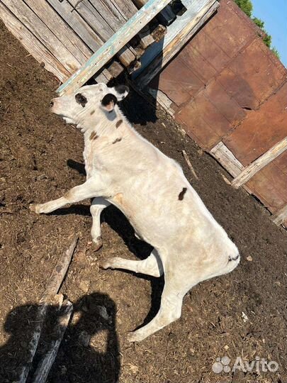 Дойные коровы с телятами