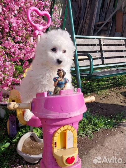 Продам щенка бишон