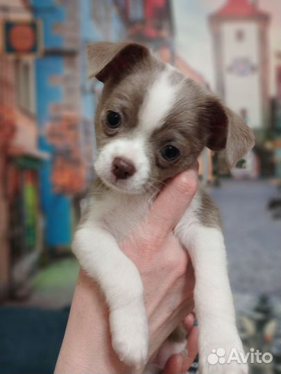 Щенки чихуахуа