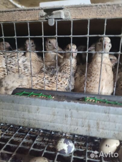 Яйца перепелиные инкубационное