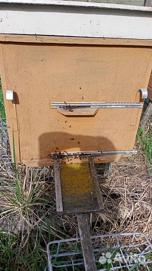 Пчелы и улья