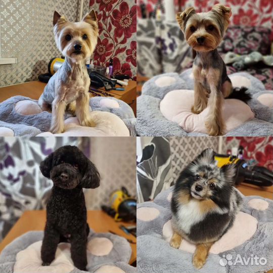 Грумер. Стрижки, вычес собак и кошек