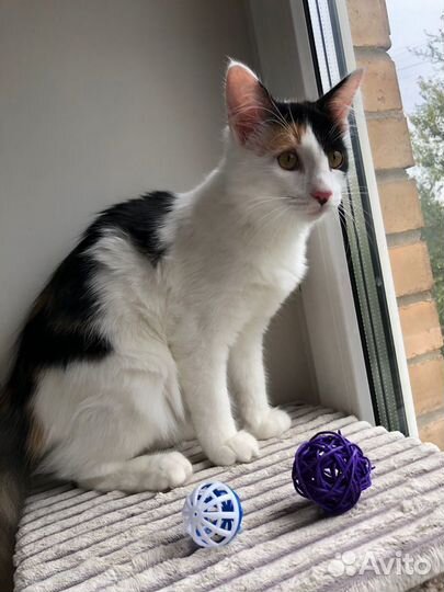 Котенок 5,5 месяцев