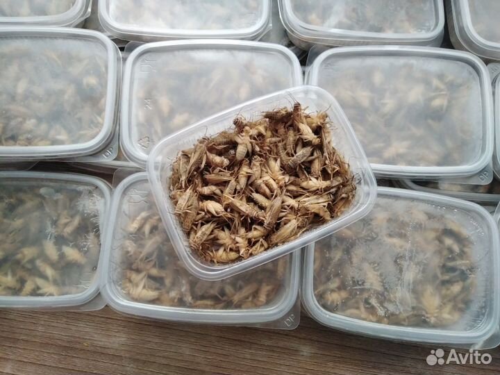 Замороженные домовые сверчки (кормовые насекомые)