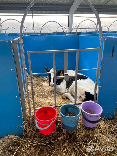 Домики для телят