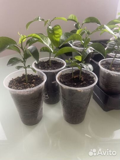 Продам саженцы лимона