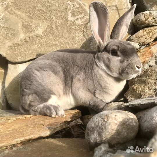 Кролик породы Рекс