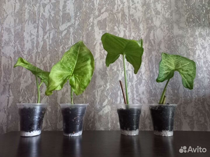 Сингониум конфетти триколор