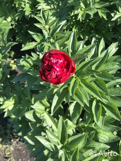 Пионы сортовые саженцы