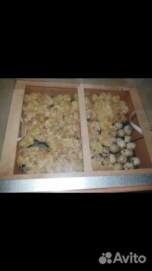 Перепелята суточные