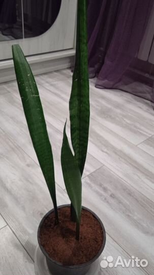Сансевиерия