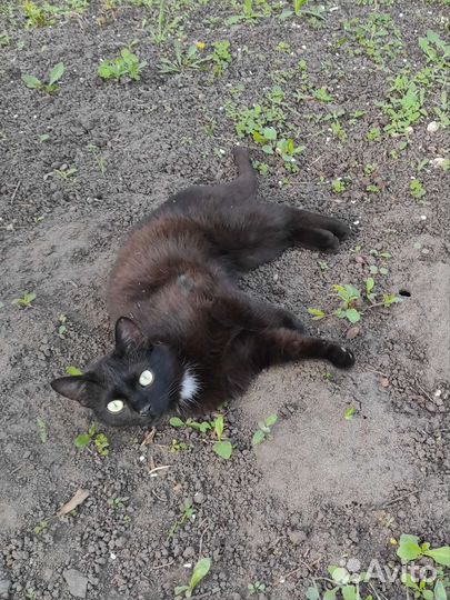 Котик в добрые руки