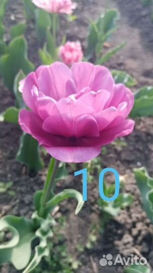 Сортовые тюльпаны