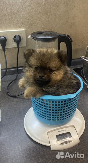 Шпиц померанский