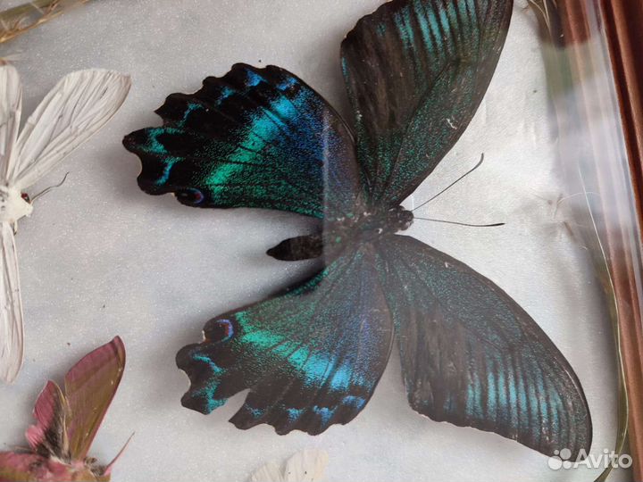 Бабочки в рамке