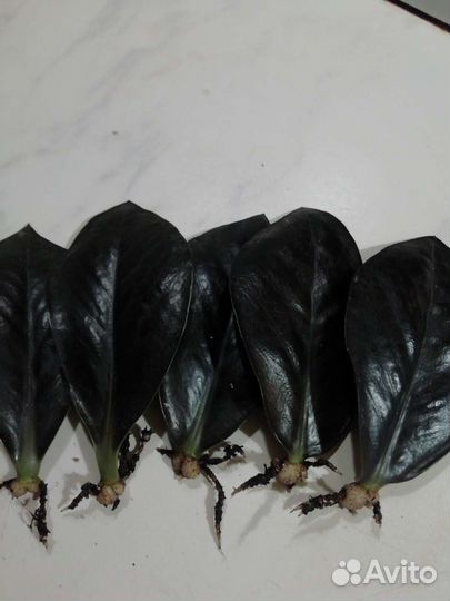 Замиокулькас черный равен