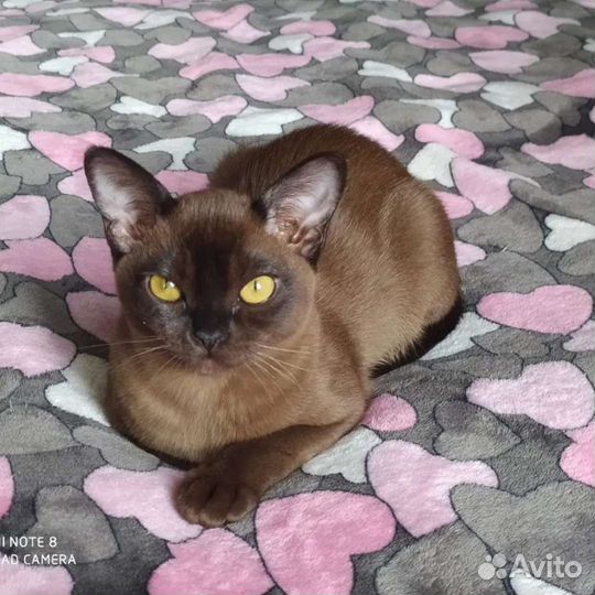Бурманские котята