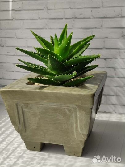 Флорариумы на подарок. Разноцветные суккуленты