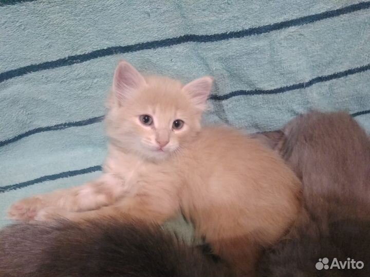 Котята 1.5 месяца