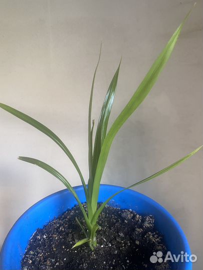 Продам отростки