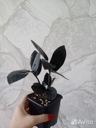 Замиокулькас черный равен