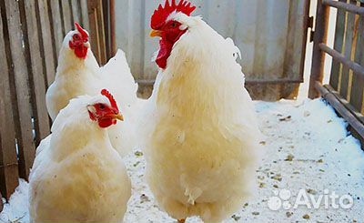 Куры несушки