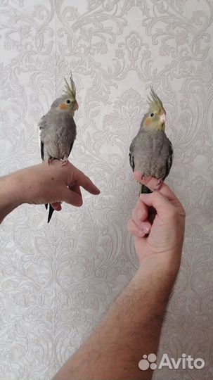 Попугай корелла птенец 2 месяца