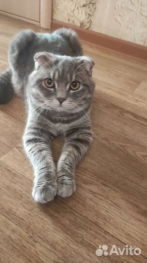 Кот вислоухий