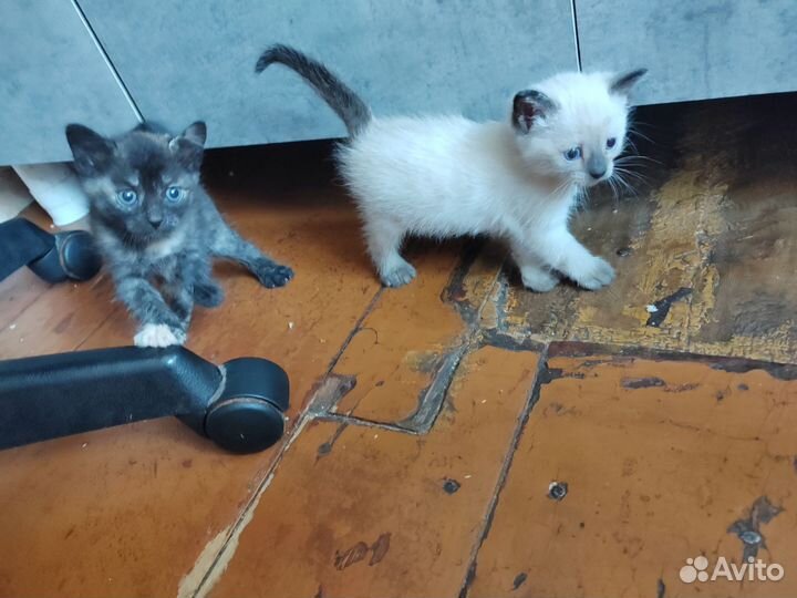 Кошки в добрые руки бесплатно