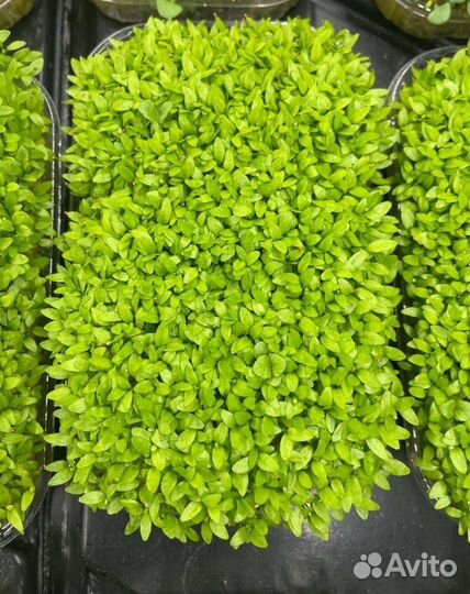 Микрозелень Сельдерей