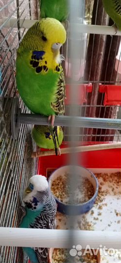 Птенцы волнистый попугай