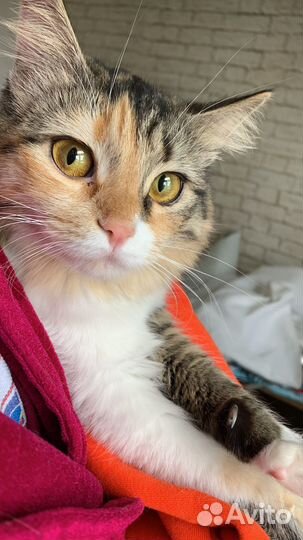 Кошечка Моня