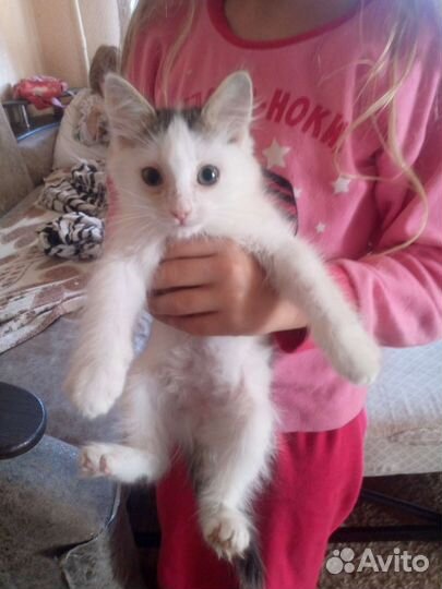 Кошки в добрые руки бесплатно