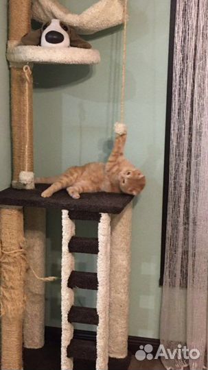 Дом для кота,Чехия