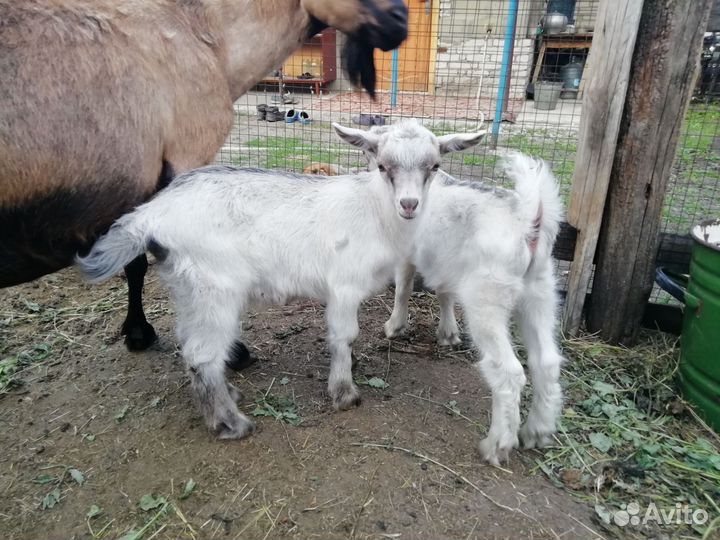 Альпо-зааненские козлята