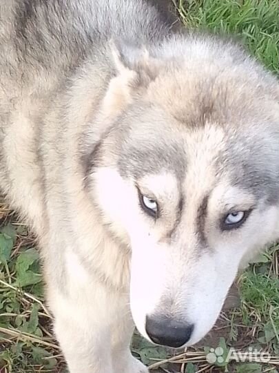 Собака в добрые руки хаски