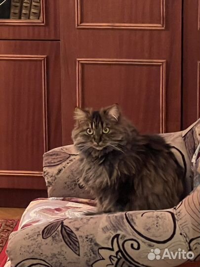 Красивая кошечка ищет дом