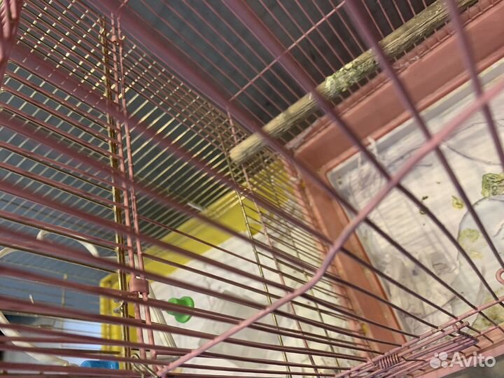 Двойная клетка