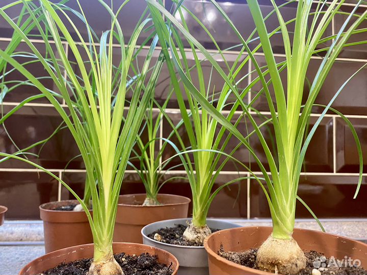 Бутылочное дерево Нолина Пальма Комнатные растения